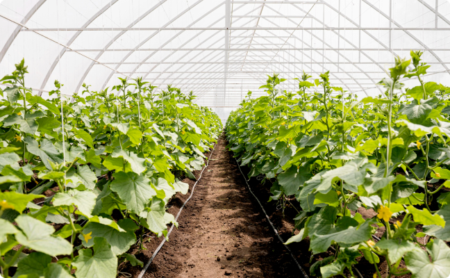 Soil remediation in greenhouse farms