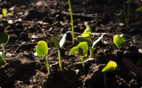 Restoring soil fertility, increasing crop yields 