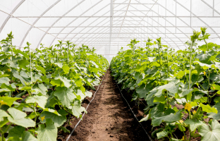 Soil remediation in greenhouse farms