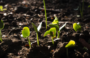 Restoring soil fertility, increasing crop yields